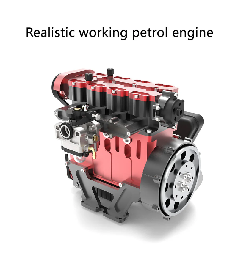 bird of paradise bird of paradise