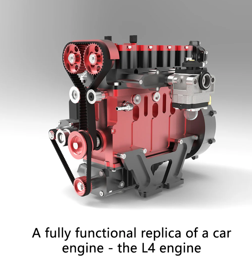 bird of paradise bird of paradise