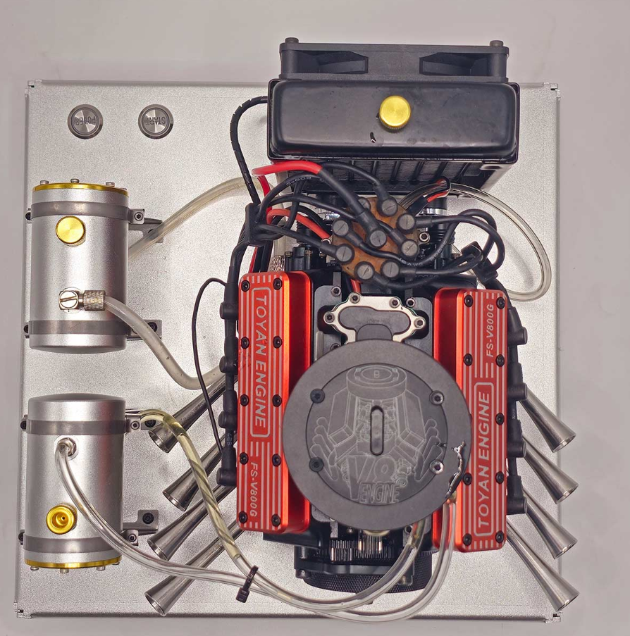 aralia ming aralia ming