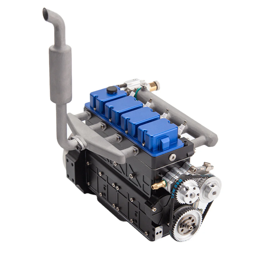 calathea beauty star calathea beauty star