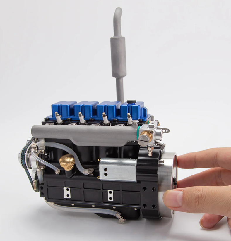 calathea beauty star calathea beauty star